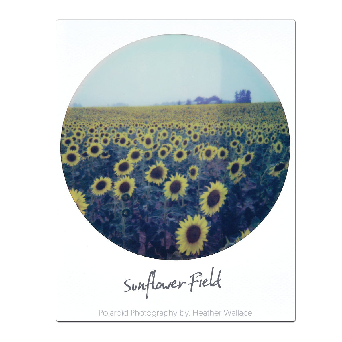Sunflower Field - Die-cut Magnet - 3"